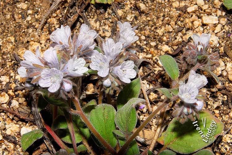 صورة Phacelia congdonii Greene