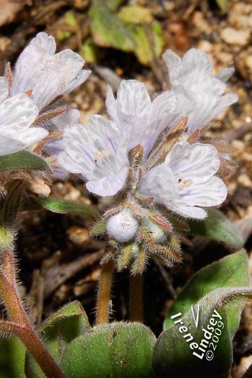 صورة Phacelia congdonii Greene