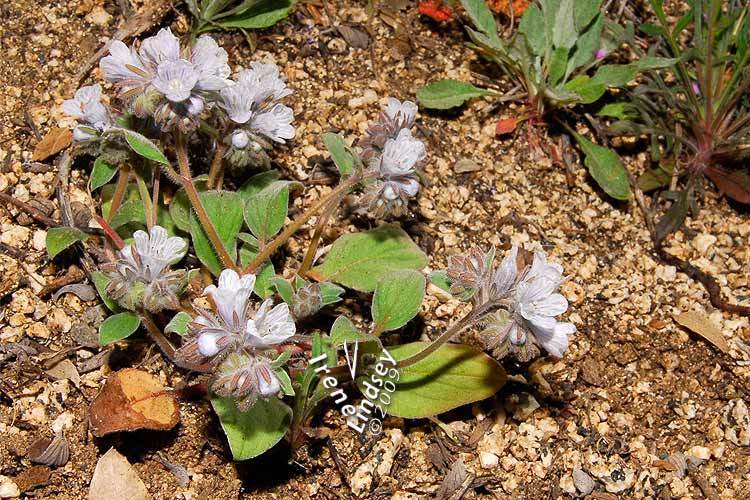 صورة Phacelia congdonii Greene