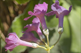 Image of <i>Primula</i> × <i>venusta</i>