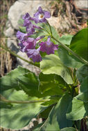 Image of <i>Primula</i> × <i>venusta</i>