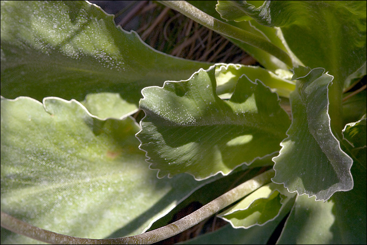 Image of <i>Primula</i> × <i>venusta</i>