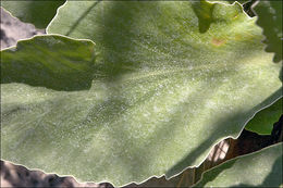 Image of <i>Primula</i> × <i>venusta</i>