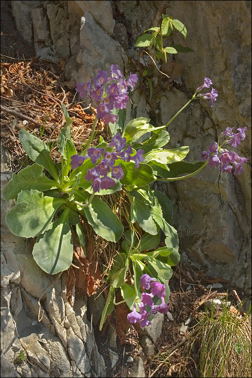 Image of <i>Primula</i> × <i>venusta</i>