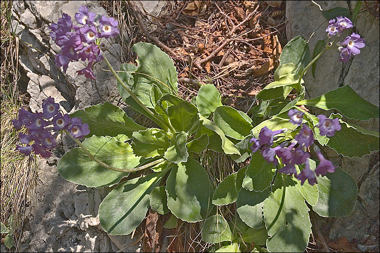 Image of <i>Primula</i> × <i>venusta</i>