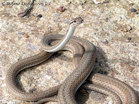 Image of Schokari sand racer