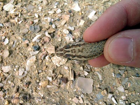 Image of Schokari sand racer