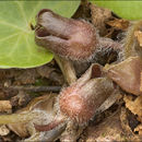 Image of European wild ginger