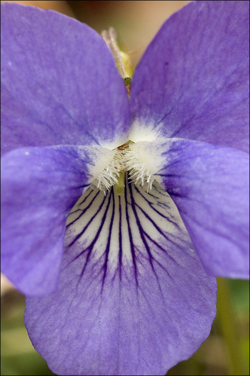 Viola rupestris F. W. Schmidt resmi