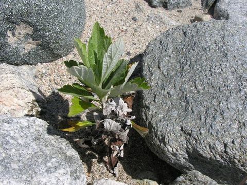 Image of Douglas' sagewort