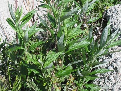 Image of Douglas' sagewort