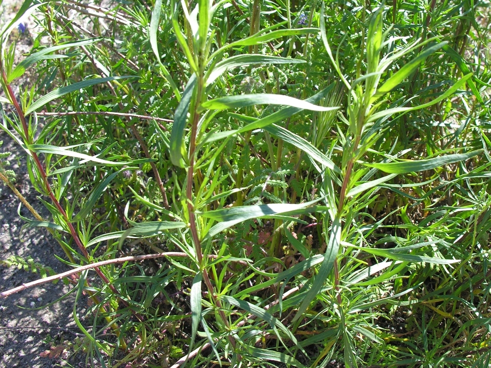 Image of tarragon