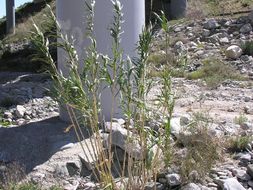 Image of Giant Reed