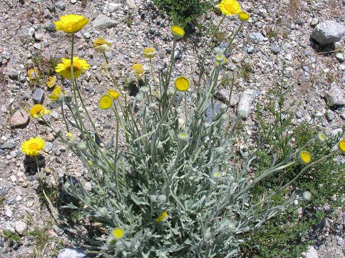 Image of desert marigold