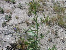 Image de Eulobus californicus Nutt.