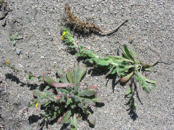 Image of Santa Cruz Island suncup