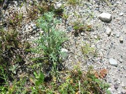 Image of yellow pincushion