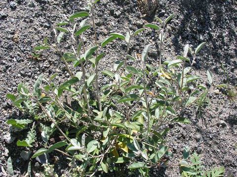 Image of California croton