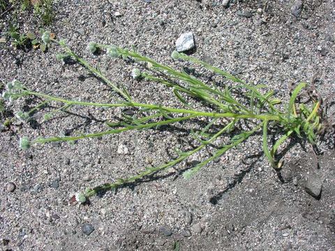 صورة Cryptantha intermedia (A. Gray) Greene