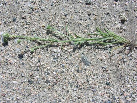 Image of Clearwater cryptantha