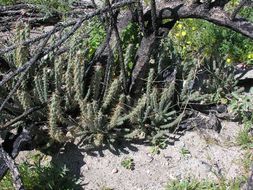 Image of <i>Cylindropuntia californica</i> var. <i>parkeri</i>