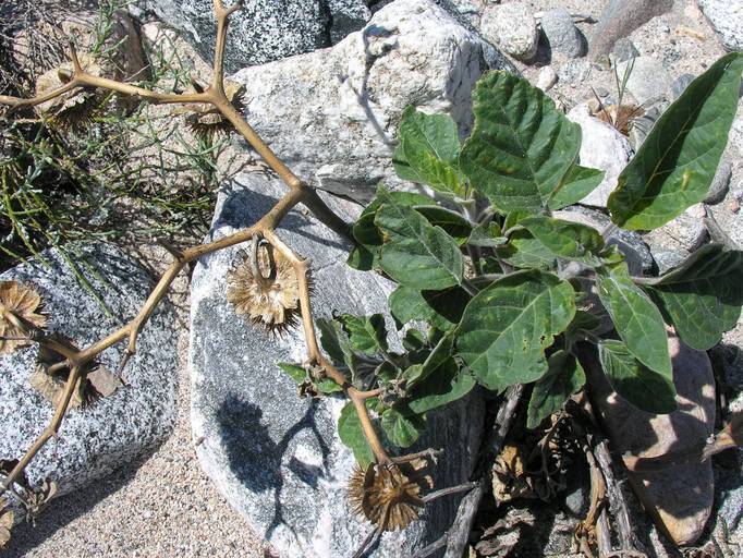 Imagem de Datura wrightii Hort. ex Regel