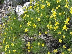 Image of narrowleaf goldenbush