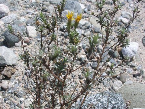 Image of sessileflower false goldenaster