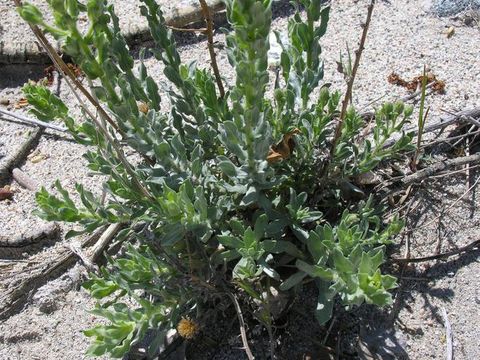 Image de Heterotheca sessiliflora (Nutt.) Shinners