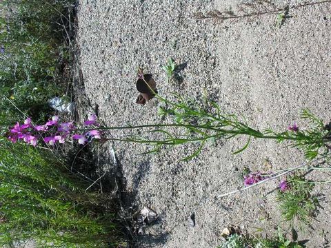 Image of Moroccan toadflax