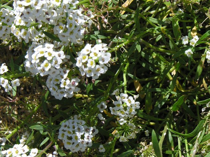 Plancia ëd Lobularia maritima (L.) Desv.