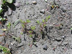 Image of spreading pygmyleaf