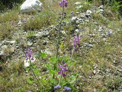 Image of stinging annual lupine