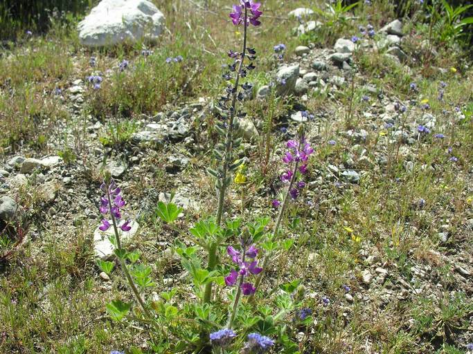 Image of stinging annual lupine