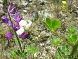 Image of stinging annual lupine