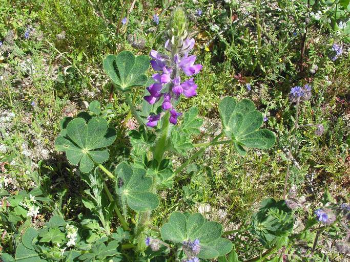 Image of stinging annual lupine