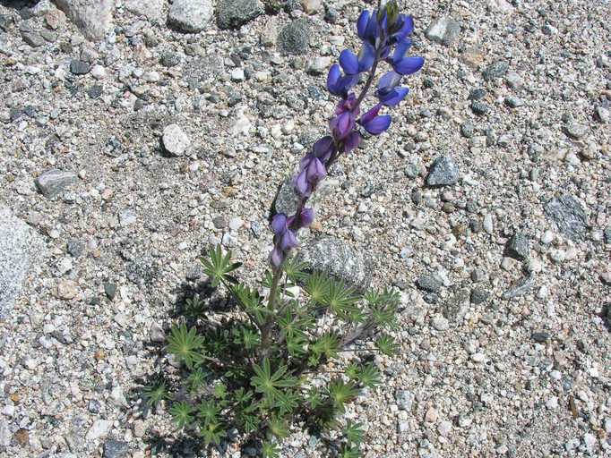 Image of Coulter's lupine