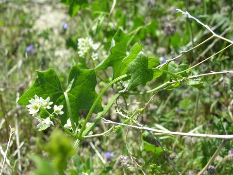 Image of Marah macrocarpa (Greene) Greene