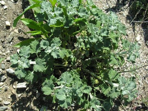 Image of horehound