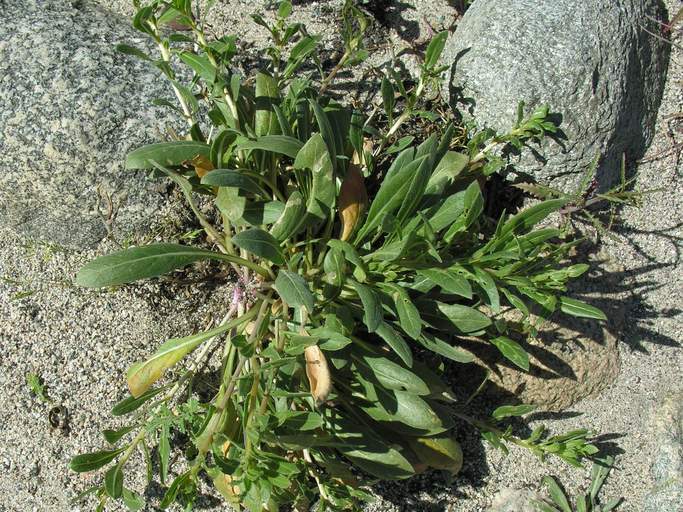 Plancia ëd Oenothera californica (S. Wats.) S. Wats.