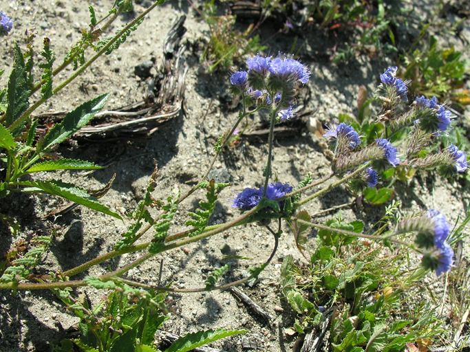 Image of distant phacelia