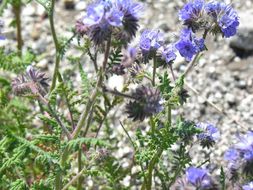 Phacelia distans Benth.的圖片