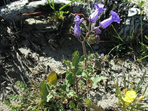 Image of wild canterbury bells