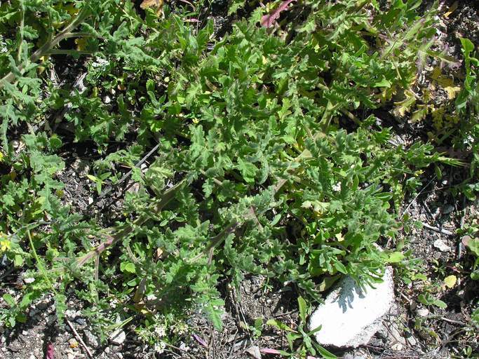 Image of branching phacelia