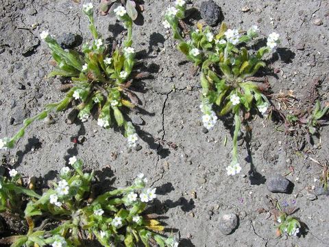 Plancia ëd Plagiobothrys collinus (Phil.) I. M. Johnst.