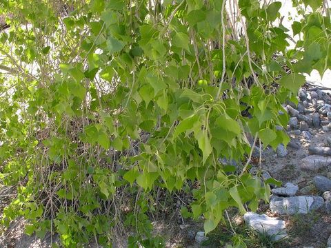 Image of Fremont cottonwood