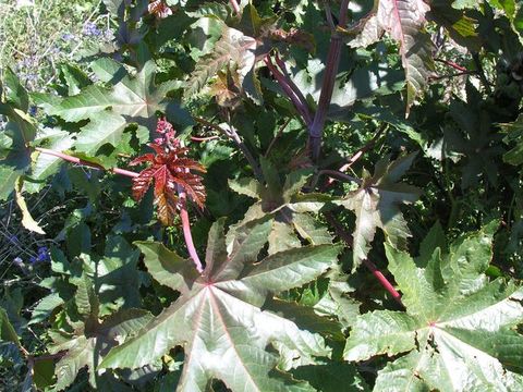 Image of Castor oil plant