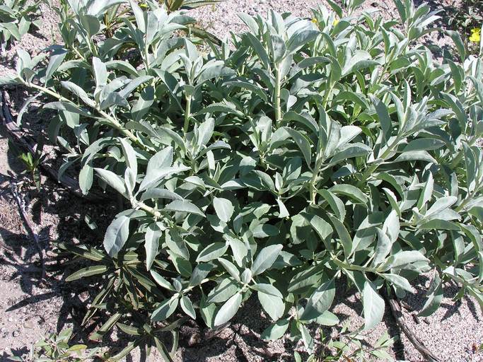 Image of white sage