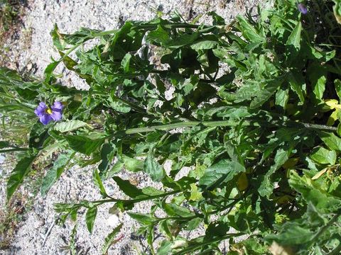 Image of chaparral nightshade