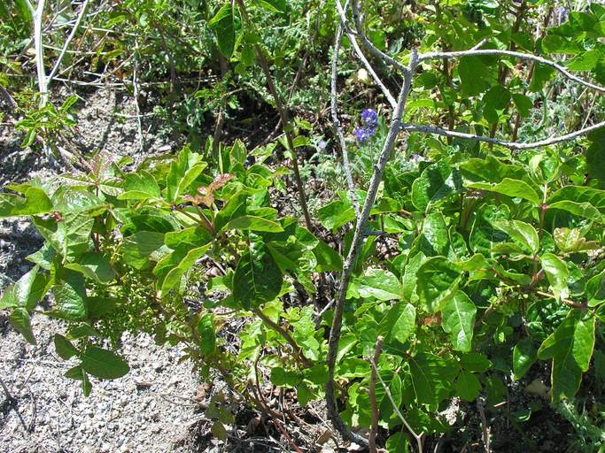 Image of Pacific poison oak